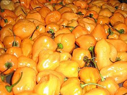 Wow! Thats A Lot Of Habanero Bundle